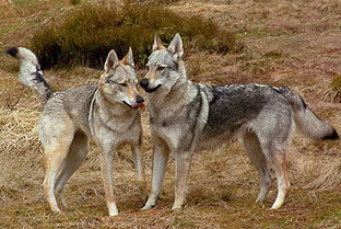 Czech Wolfdog Uk